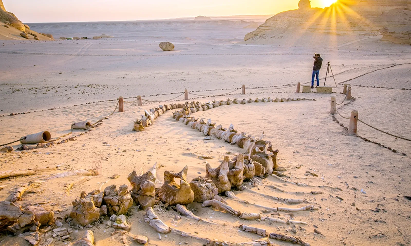 Whale fossils laid out in the sand at Wadi El Hitan as the sun rises over the valley